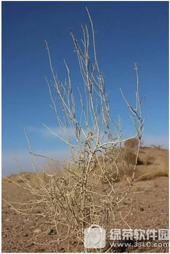 支付宝蚂蚁森林真的会种树吗 支付宝蚂蚁森林真树种在哪里