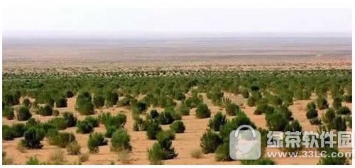 支付宝蚂蚁森林真的会种树吗 支付宝蚂蚁森林真树种在哪里3