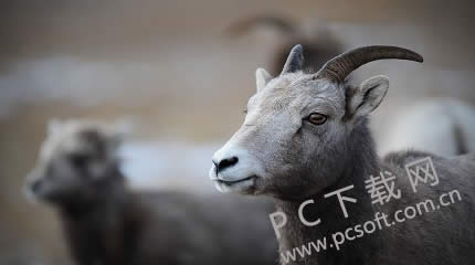 ͼƬѹ�����������