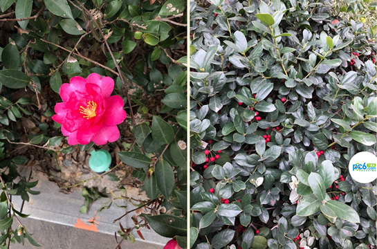 拍照查花软件叫什么 三款识花神器App评测 拍照查花软件叫什么 三款识花神器App评测