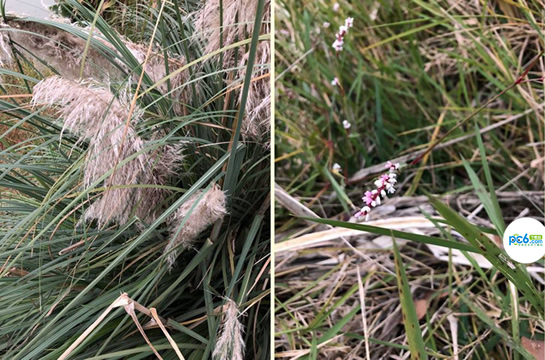 拍照查花软件叫什么 三款识花神器App评测 拍照查花软件叫什么 三款识花神器App评测