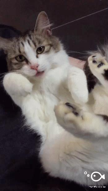 Vimo怎么用 Vimo使用教程 Vimo